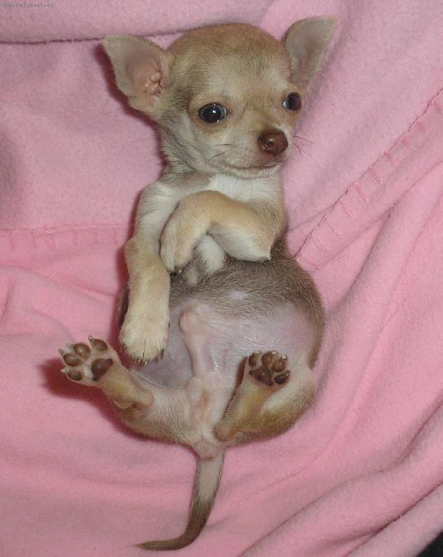 Foto: Chocolaté Yummy-můj pejsek