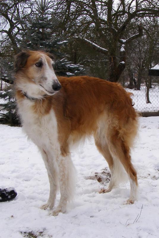 Foto: Pallida Aglaja - CHS z Višňového květu