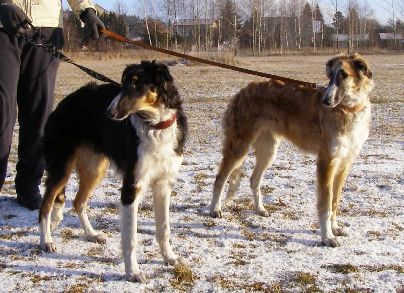 Foto: Captain Cook a Carmino z Višňového květu