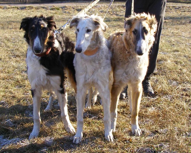 Foto: Captain Cook, C"Snow Flake a Carmino z Višňového květu