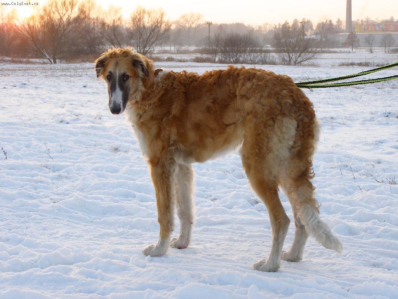 Foto: Carmino z Višňového květu