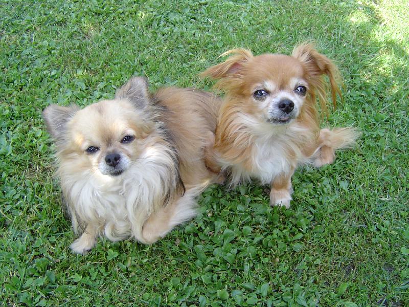 Foto: Hanýsek a Kačenka