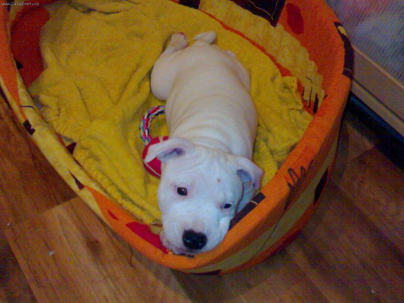 Foto: Jessie-malá ďáblice