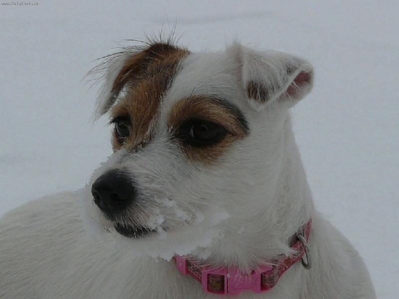 Foto: Wabira-Wabira na sněhu