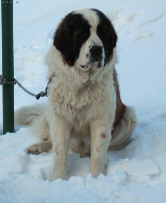 Foto: Amálka Z rodů Romanovců