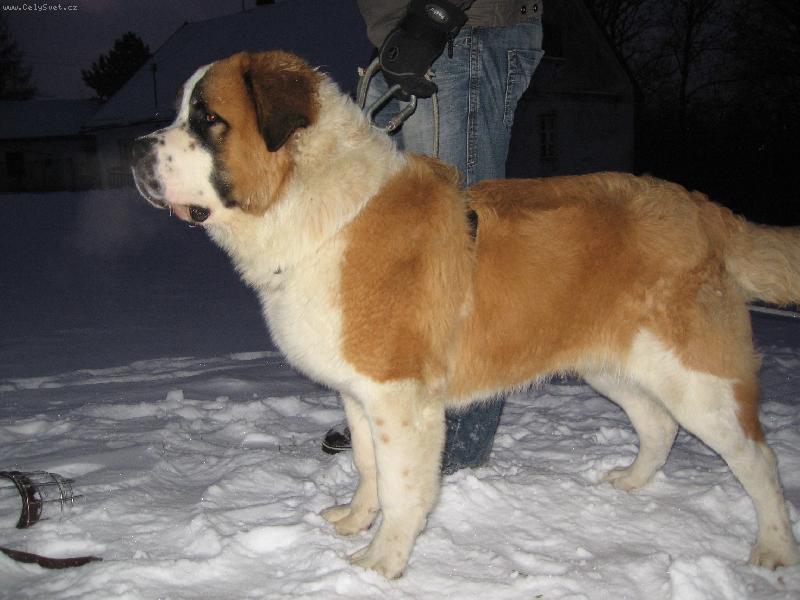 Foto: Bozsoki Harci Dirk-import maďarsko-naše 7měsíční miminko