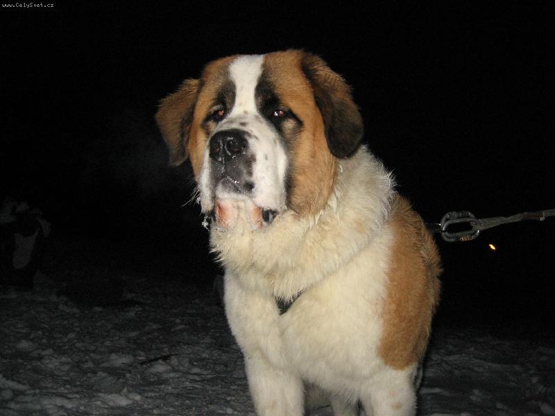 Foto: Bozsoki Harci Dirk-import maďarsko-pozor na lumpa