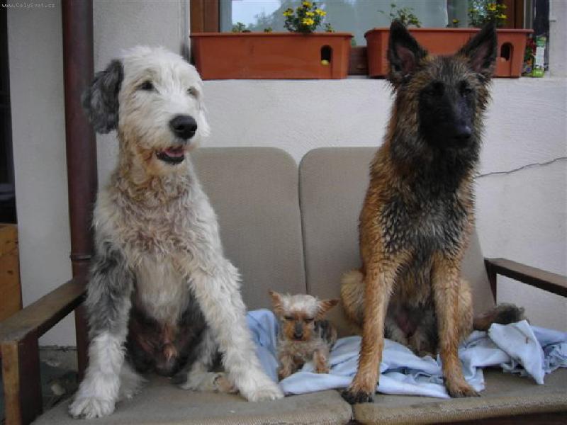 Foto: Grétinka  15 let-Grétinka 15 let, Bobtail 15,5 let, Malinois 2 roky