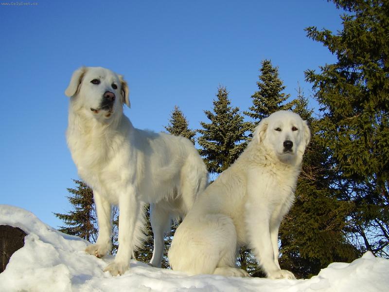 Foto: Zima je krásná-Ajka Finův dvůr a Athy Bílý ráj