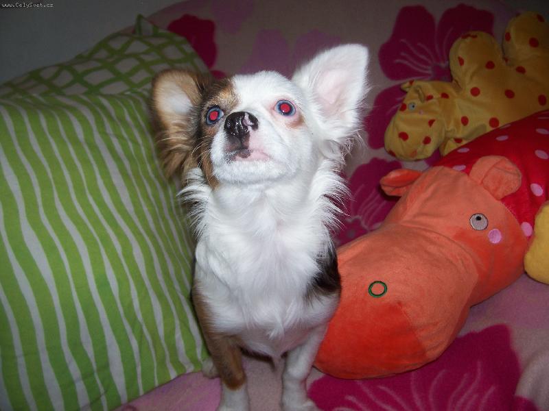 Foto: ROXY-Roxynka 6měsíců