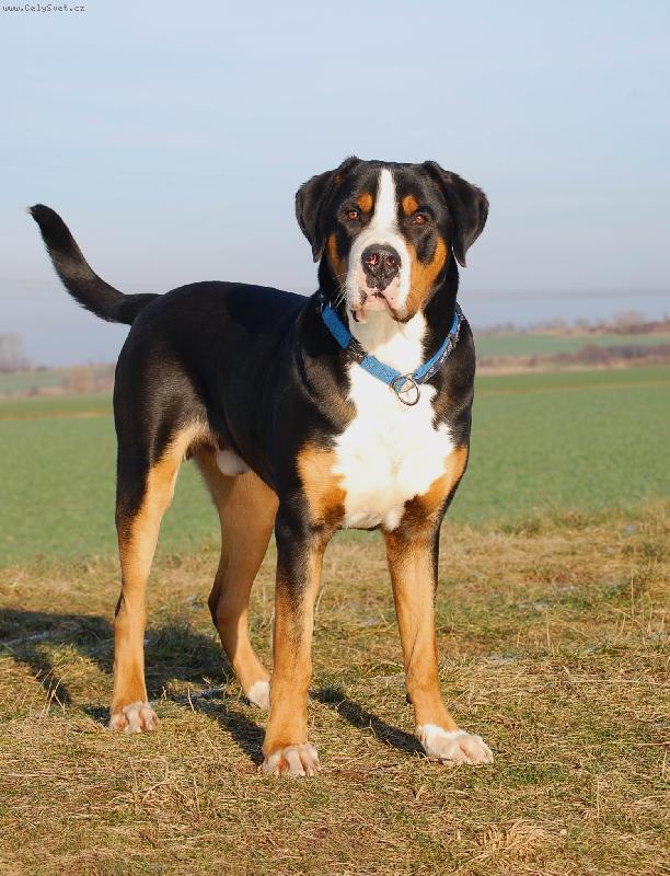 Foto: kus chlapa-www.pes-ernie.cz