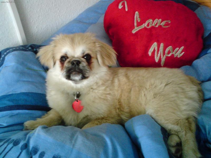 Foto: Moja lásočka Šaňko