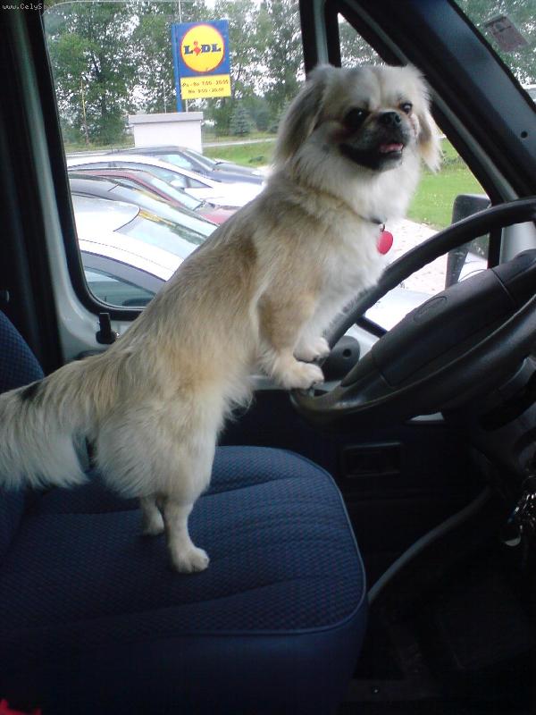 Foto: Pozor, šoférujem-Šaňko