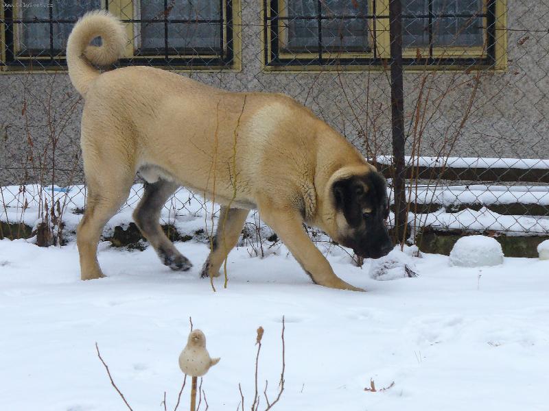 Foto:  štěně  6  měsíců