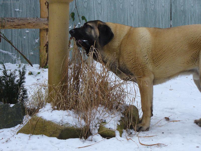 Foto:  štěně  7  měsíců