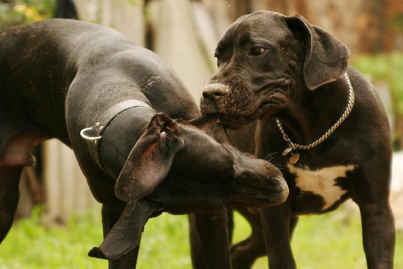Foto: Rychle foť!!! Už ho dlouho neudržím ...