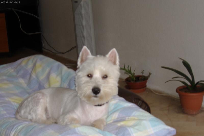 Foto: Terrynek-Takhle se nám spinká nejlépe.. v posteli