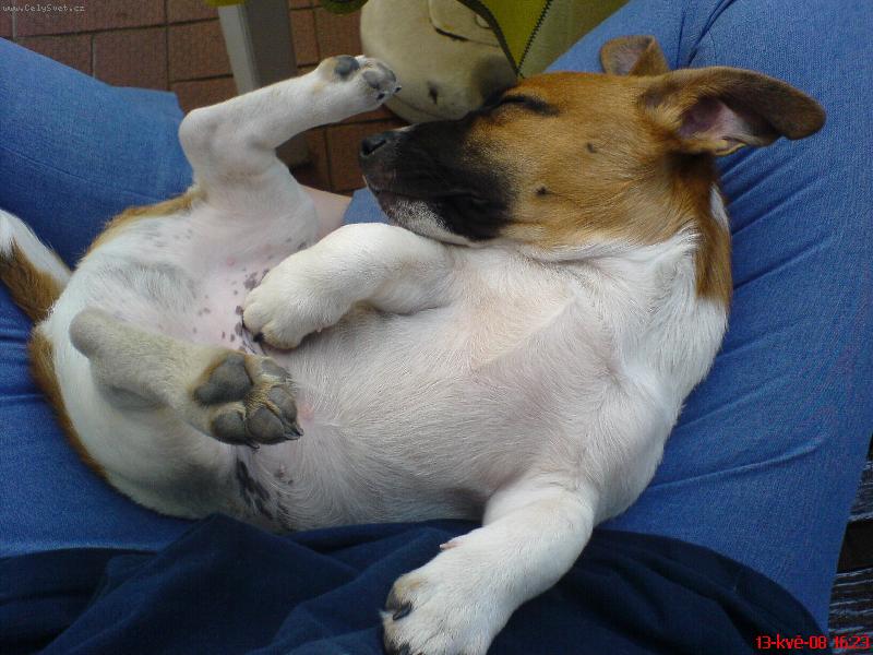 Foto: Happy-Pepíček-veget