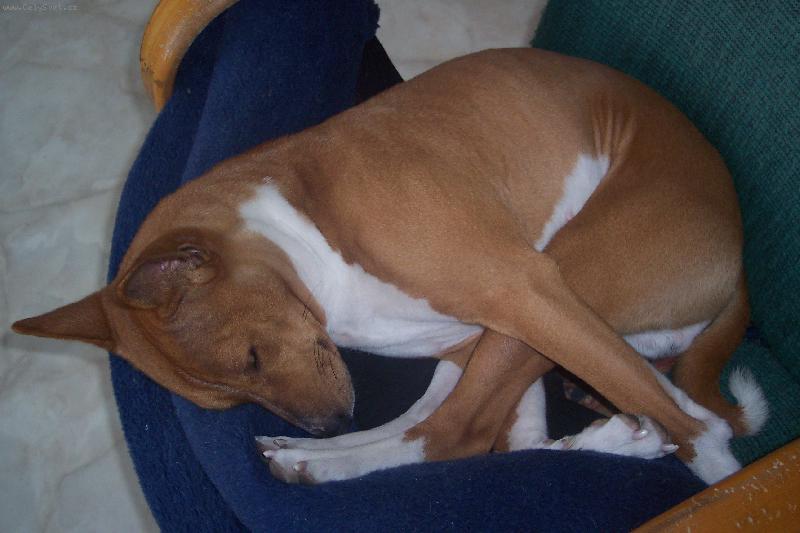 Foto: Donner H.-nejoblíbenější poloha při spaní