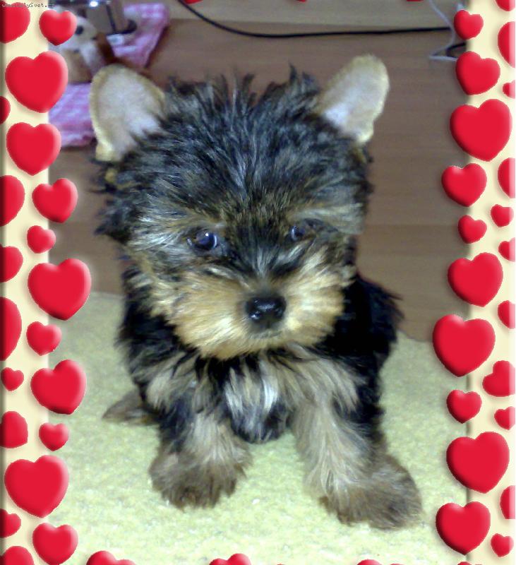 Foto: Náš kluk Max