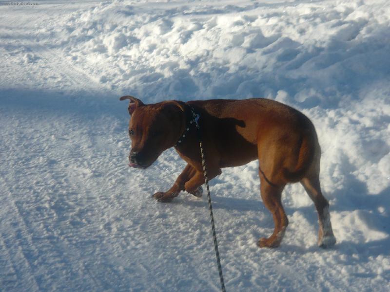 Foto: Fiona-Fiona a první sníh