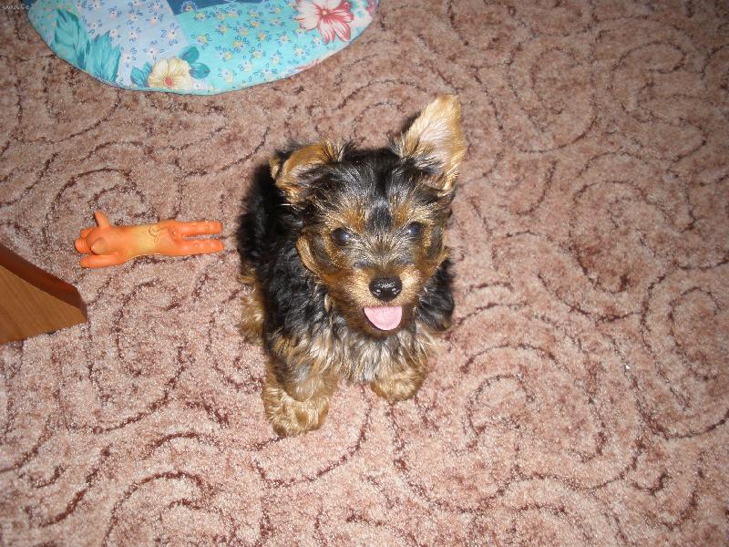 Foto: můj miláčekTerry-uličník