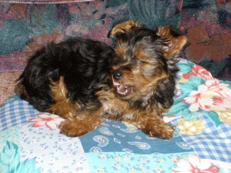 Foto: můj miláčekTerry-dobrou