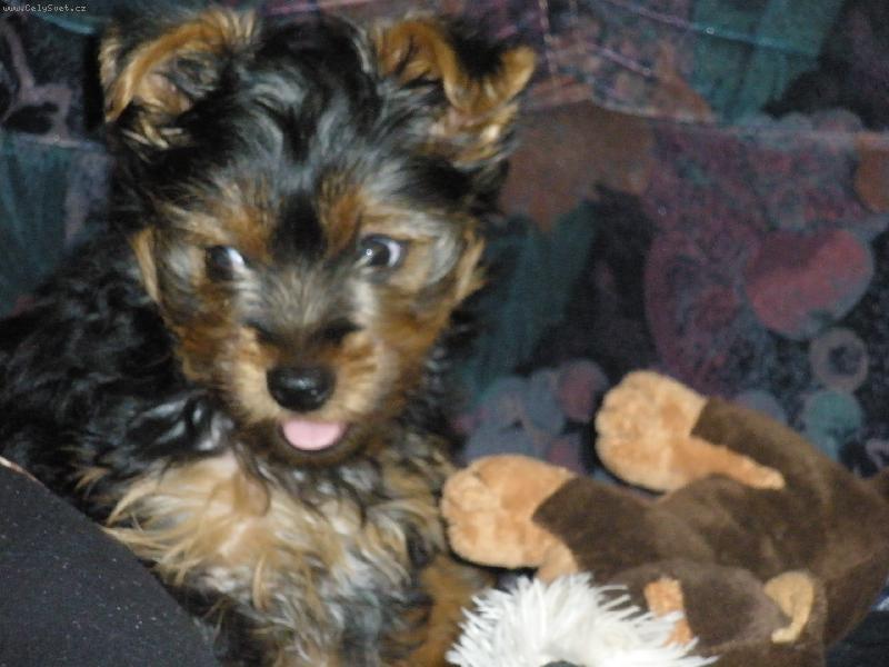 Foto: můj miláčekTerry-moje sluníčko