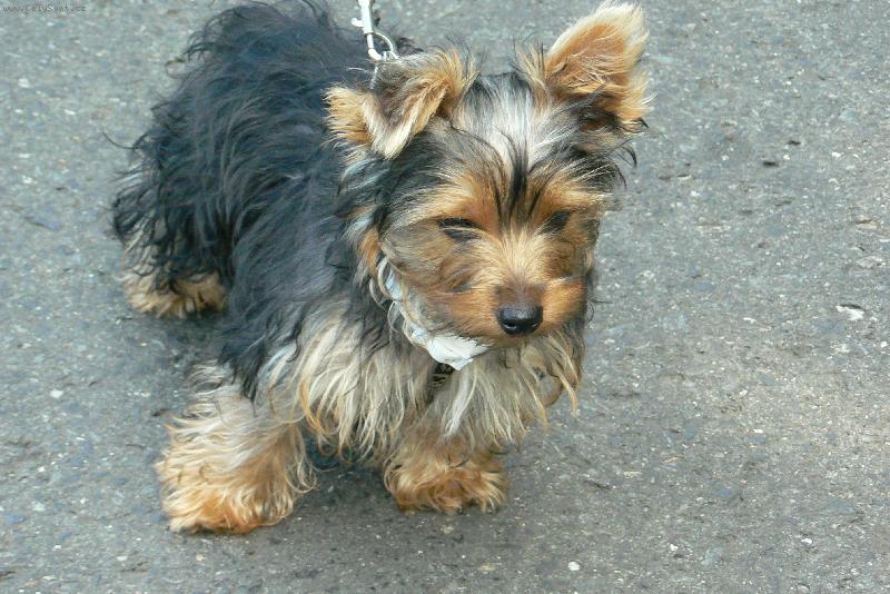 Foto: můj miláčekTerry-na procházce