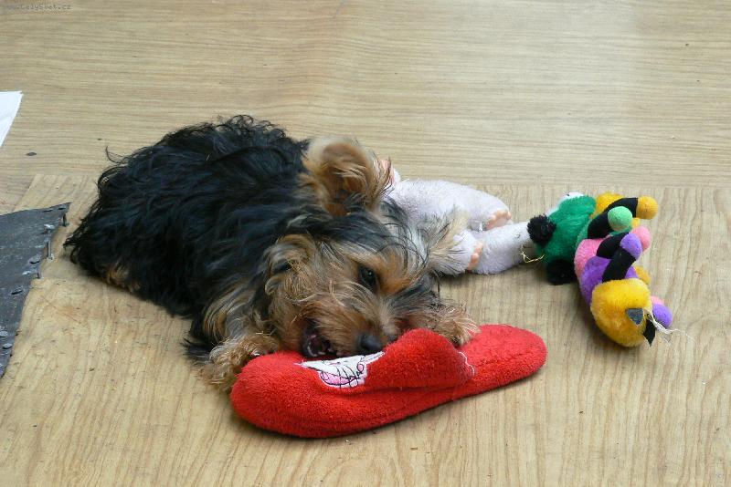 Foto: můj miláčekTerry-mm, dobrá bota