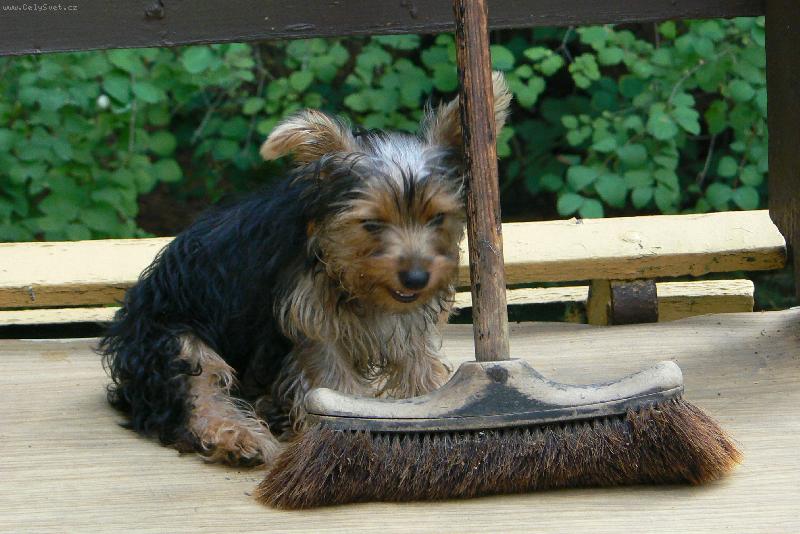 Foto: můj miláčekTerry-můj kámoš smeták