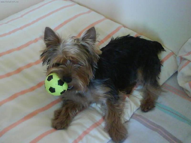 Foto: můj miláčekTerry-můj balonek