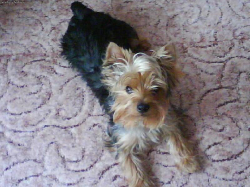 Foto: můj miláčekTerry-kuk