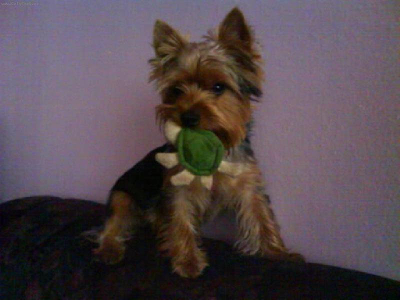 Foto: můj miláčekTerry-ulovil jsem želvičku