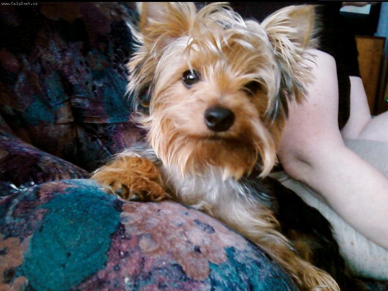 Foto: můj miláčekTerry-mazlíček
