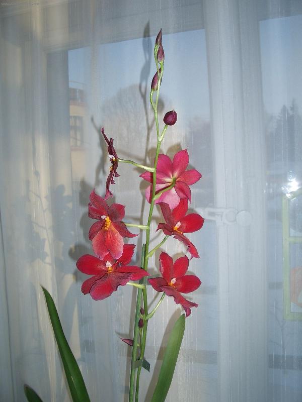 Foto: radost při každém pohledu i přivoňení