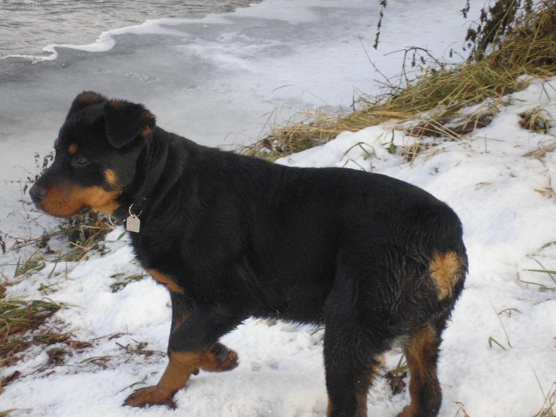 Foto: Daffy-Daffy na procházce