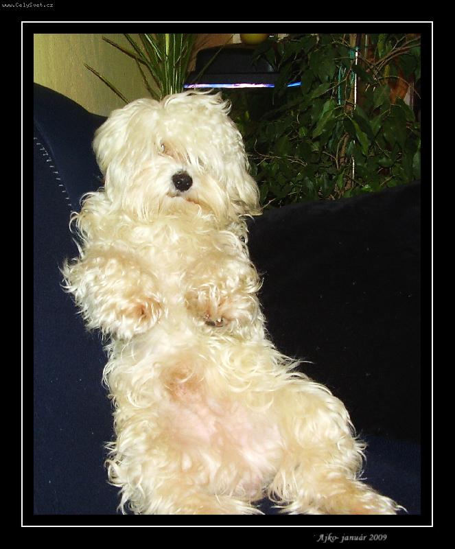 Foto: ajko-len tak si sedím a čo