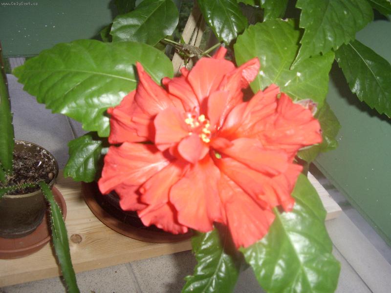 Foto: Loni v létě-Takto nám vyšly tři květy.