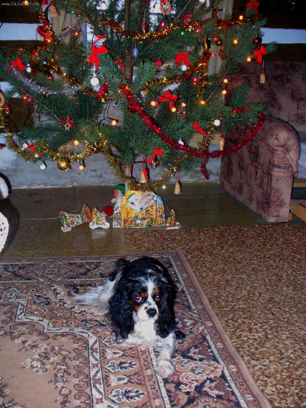 Foto: Míša-Nejkrásnější vánoční dárek