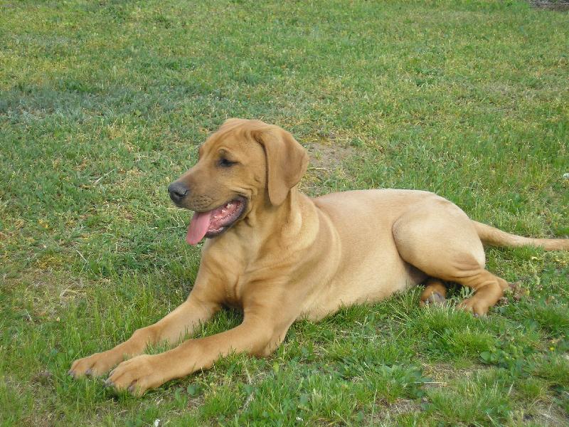 Foto: Bruno-Bruno odpočívá