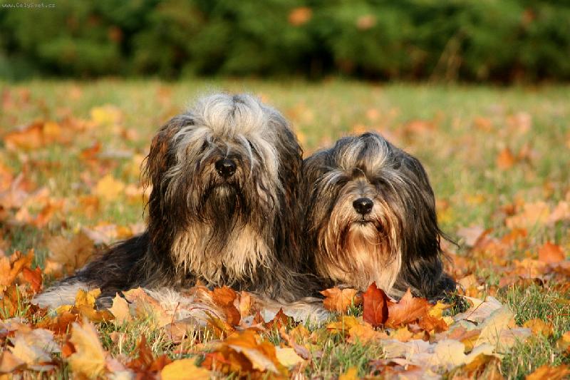 Foto: Cunpo Namlang Schambala a Asyan Chara Khatakhyi