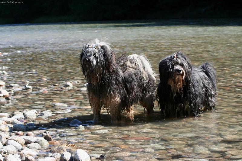 Foto: Namík a Asánek ve vodě