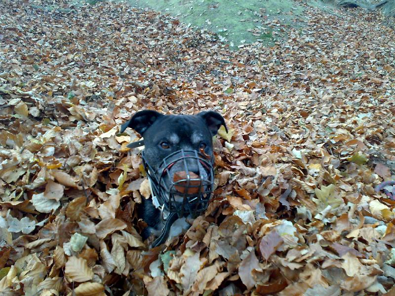 Foto: Bobo v listí-není nad pohodlí