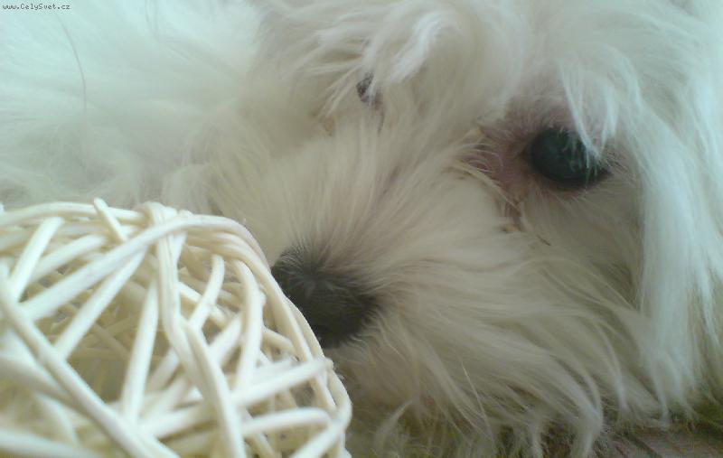 Foto: Naše 6,5mesíční Jessule :)