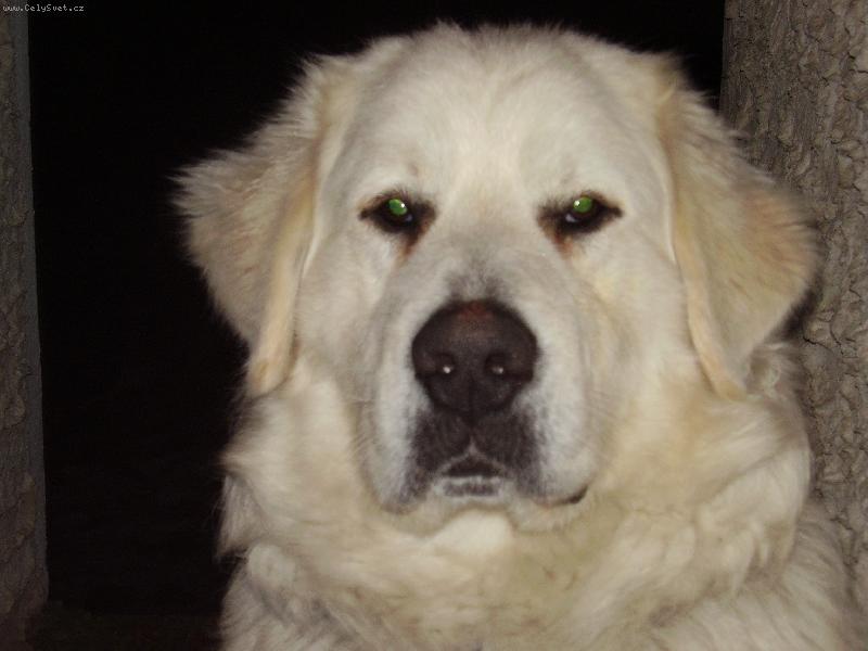 Foto: Ronny od Čáslavi-Ronny od Čáslavi