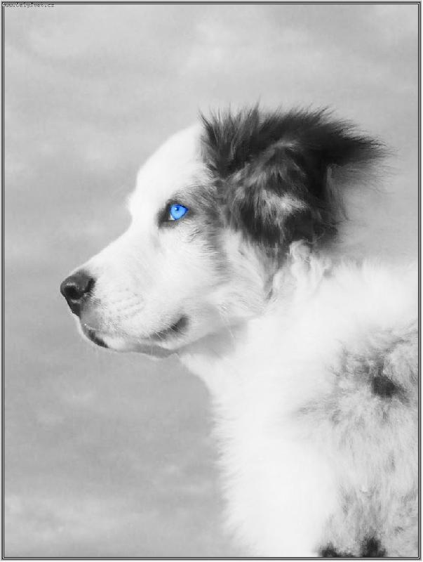 Foto: hledám modrou