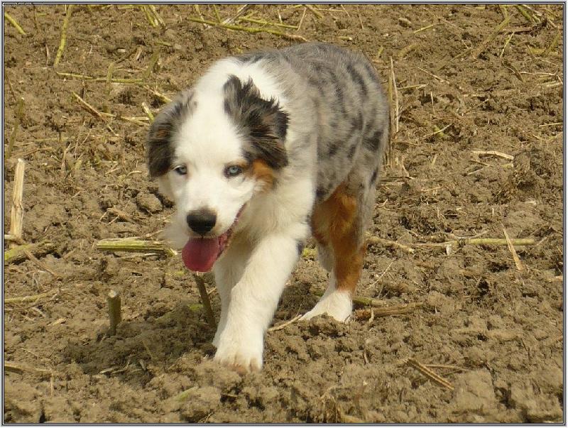 Foto: australský tygřík