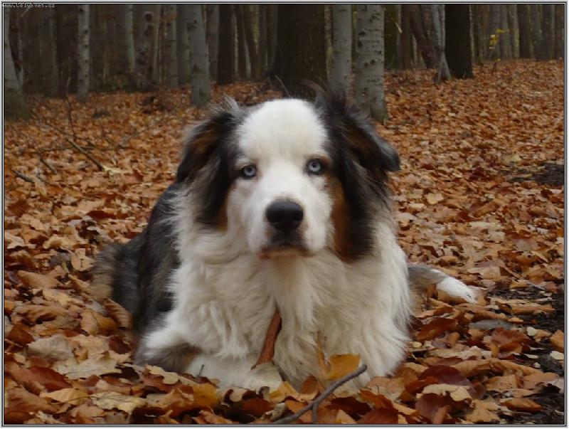 Foto: postýlka z listí