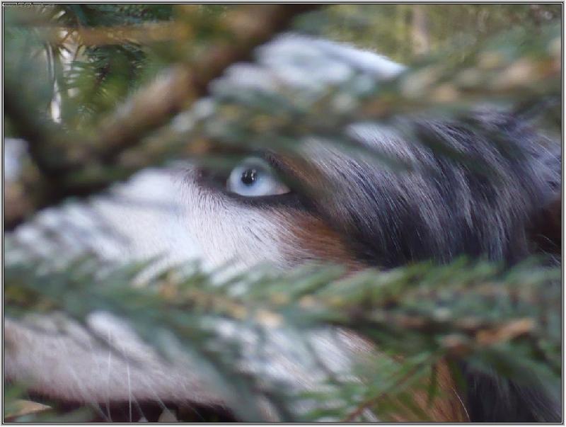 Foto: jsem z toho ve větvi